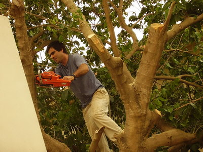 tree trimming contractor