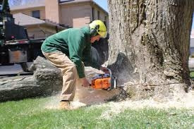 contractor cutting the base of the tree with power saw
