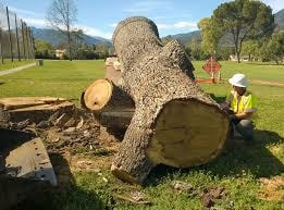 contractor grinding down stump